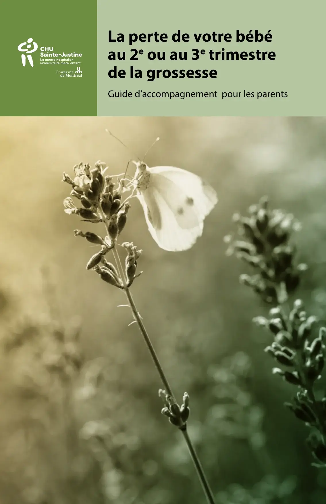 Couverture « La perte de votre bébé au 2e ou au 3e trimestre de la grossesse », papillon blanc sur lavande en sépia